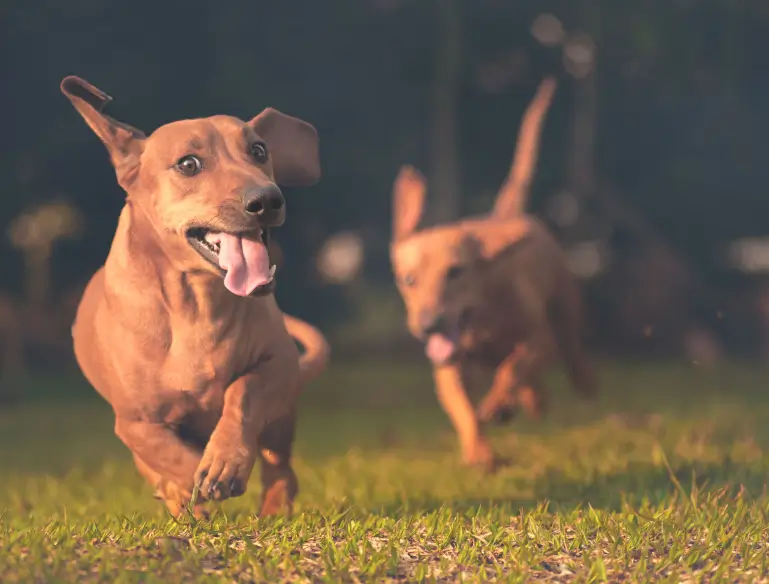 dogs playing and socializing