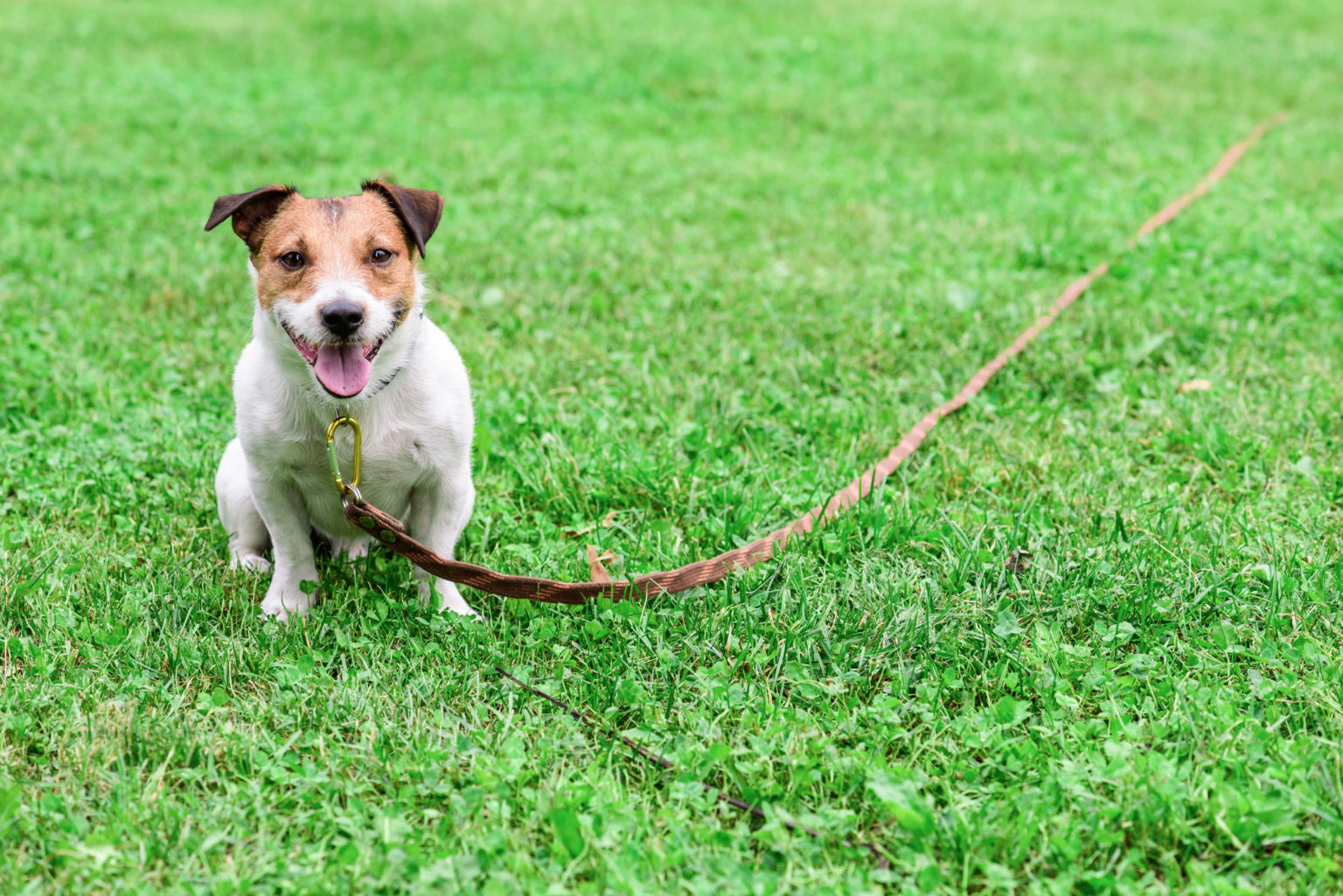 Puppy Obedience Training In Hershey PA Greenlin Pet Resorts