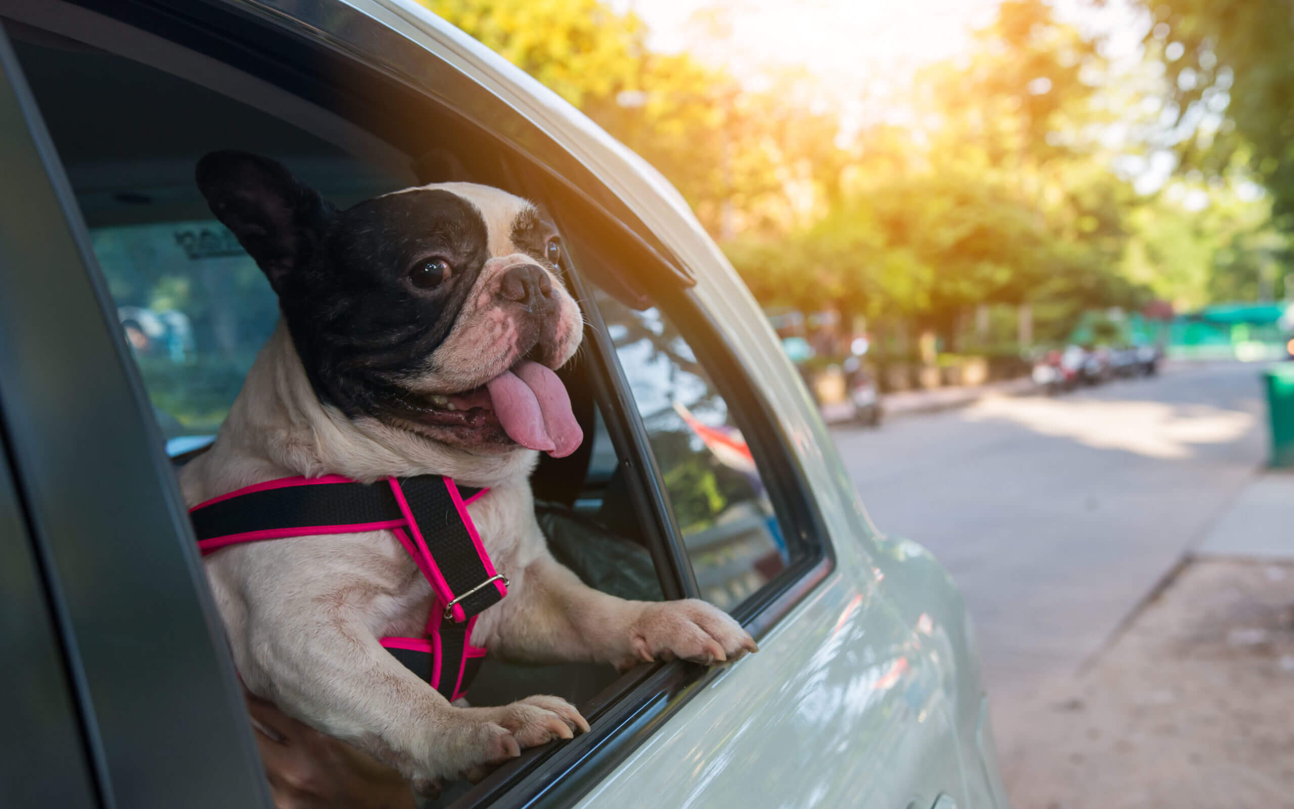 auto pet travel