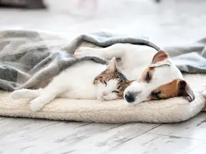 cat and dog cuddling