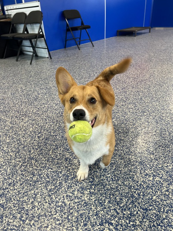 Kennels In Hershey Pa