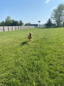 A large tan dog runs excitedly through a large green field.