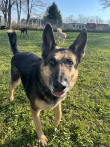 A senior german shepard at dog daycare.