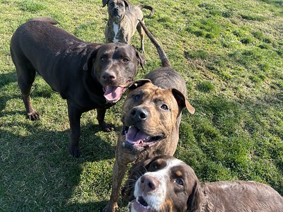 A first person shot of dogs in a grassy yard gathered around the viewer.