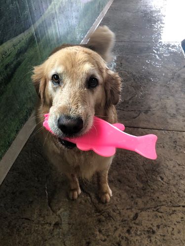 A golden retriever holds a pink fish toy in its mouth.