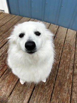 A white dog with long hair sits and waits for instructions from his owner.