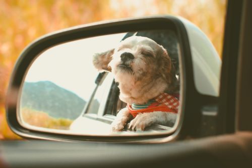 A small brown dog with a red bandana hangs his head out of a car window on a sunny ride.