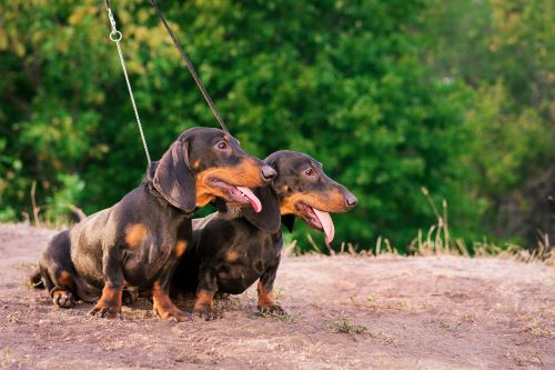 Two brown dachshunds sit on the leash in a park.