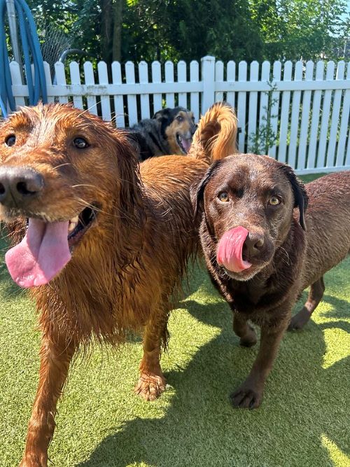 Two brown labs with wet fur have just gotten out of the pool