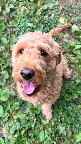 A shaggy brown dog sits and gazes lovingly at the camera amid a backdrop of green grass.