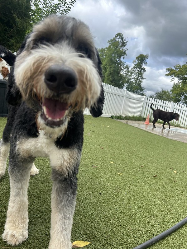 A small black and white terrier smiles at the camera.