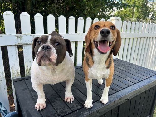 A small black and white boxer and a brown beagle stand on a porch in front of a white picket fence.