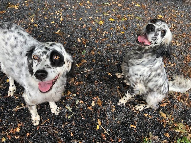 Two black and white dogs rest after playing. 