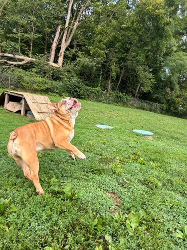 An obese dog jumps up to catch a toy.