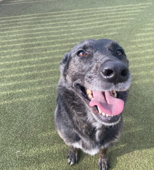 A medium sized senior dog with black and white fur sits and smiles at the camera.