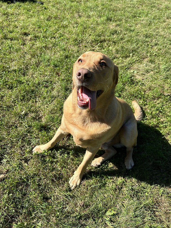 A smiling yellow lab sits in the grass.