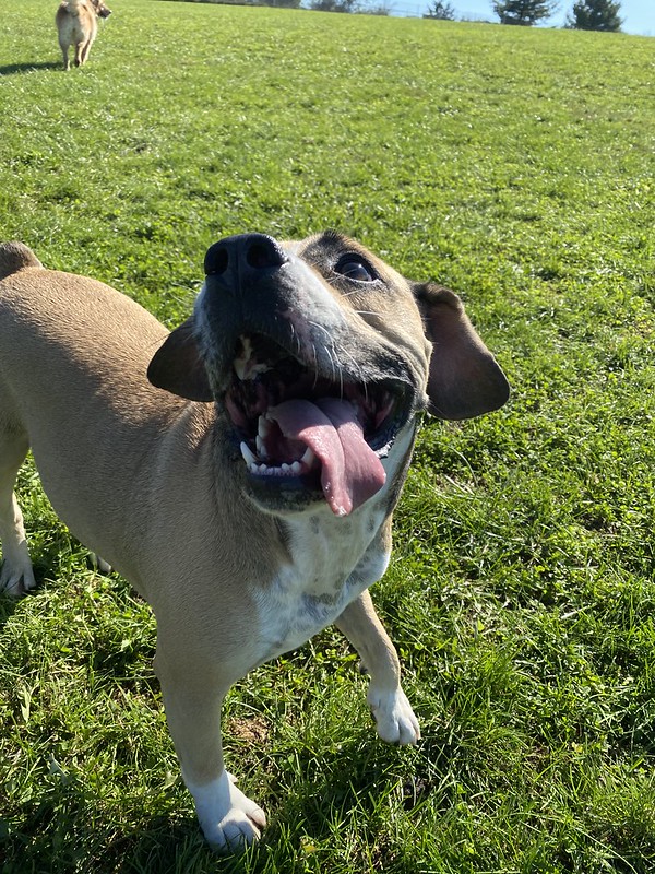 A happy puppy with his tongue hanging out against green grass.