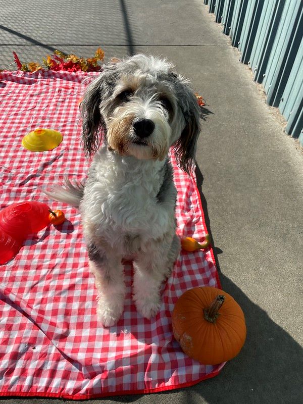 A cute small dog sits on a red and white blanket next to a pumpkin.