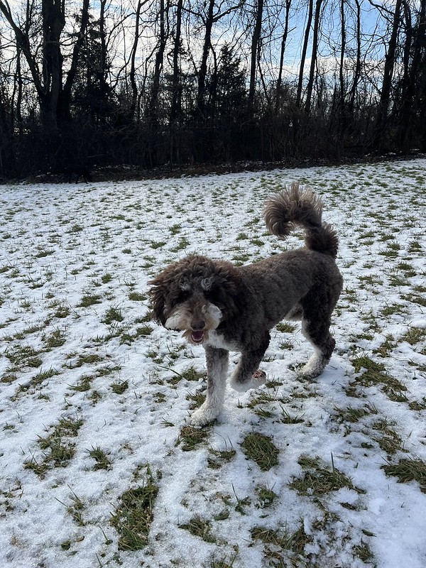 A small black and white dog trots across a field with a light layer of snow.