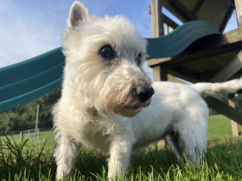 A close-up of a small white West Highland White Terrier standing in the grass, looking to the side with a focused expression. The background features a part of a green playground structure under a clear blue sky.