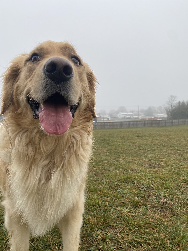 A joyful golden retriever with a wet, shaggy coat stands in a grassy field on a foggy day, tongue out and looking up at the camera with a bright, happy expression.