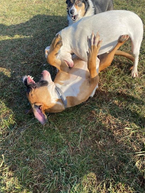 Two dogs play fighting in the grass while a third dog looks on.