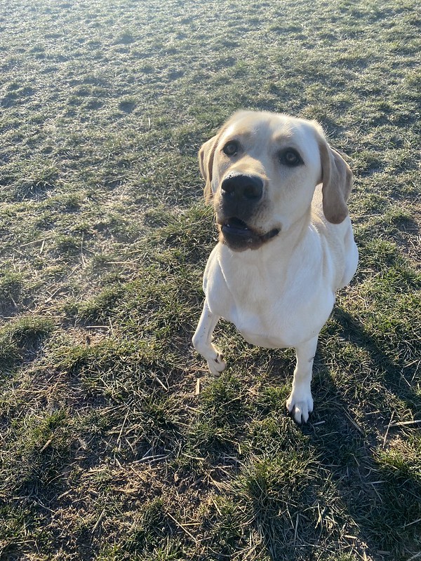 A white lab stands at heel waiting for a command from an unseen person.