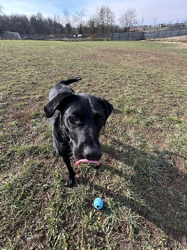 A black labrador retriever fetches a blue ball.